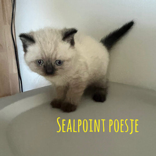 Foto van de poes