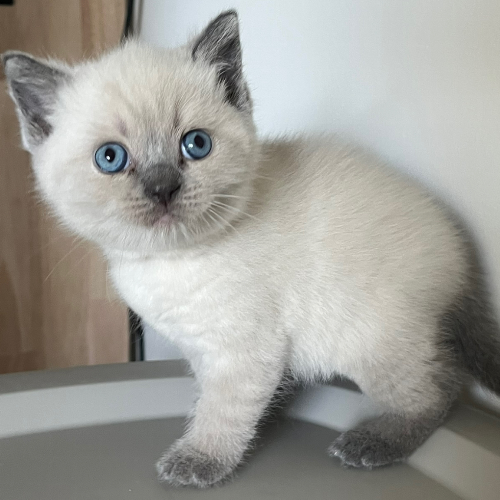 Foto van de poes
