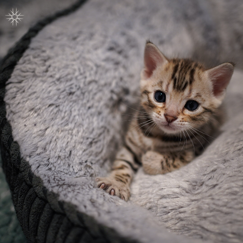 Foto van de poes