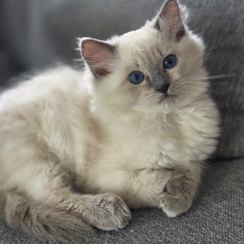 Foto van de poes