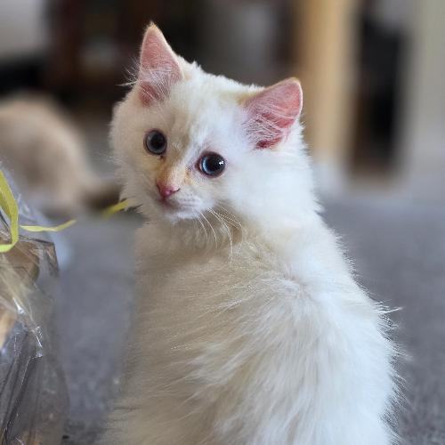 Foto van de poes
