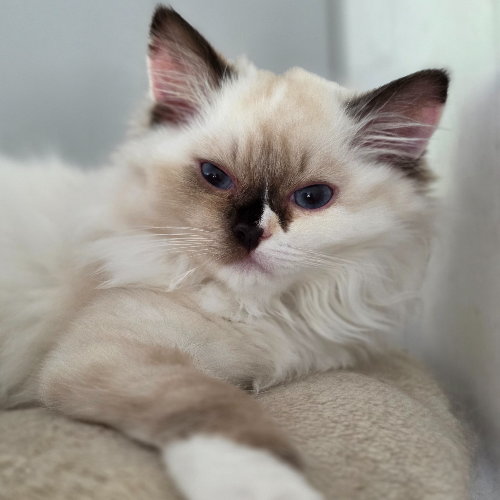 Foto van de poes