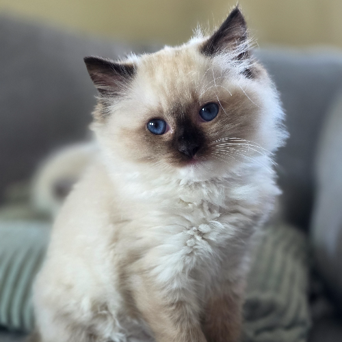 Foto van de poes