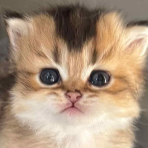 Foto van de poes