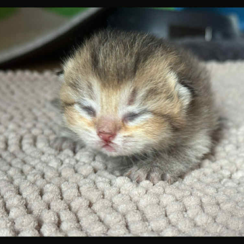 Foto van de poes
