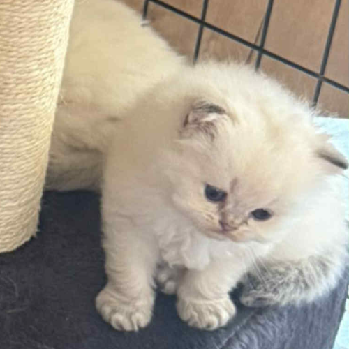 Foto van de poes
