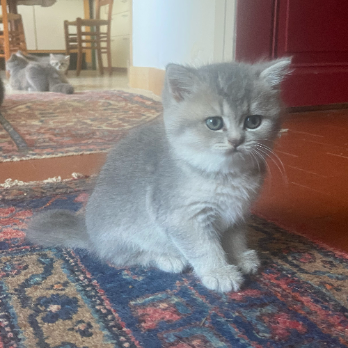 Foto van de poes