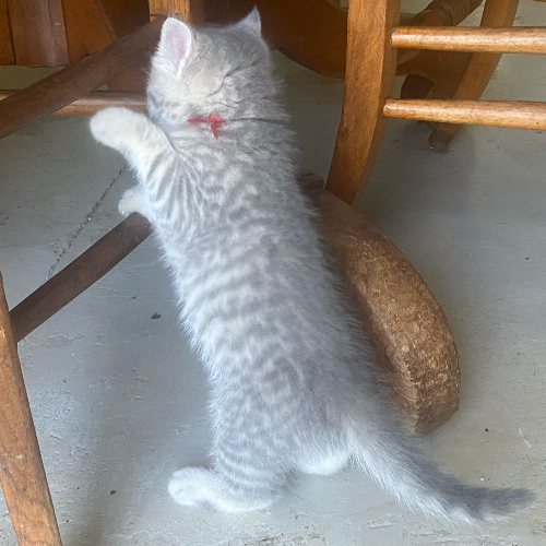 Foto van de poes