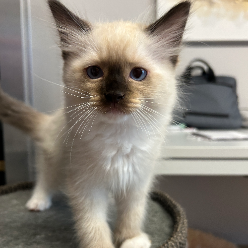 Foto van de poes