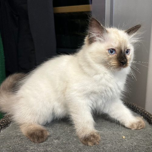 Foto van de poes