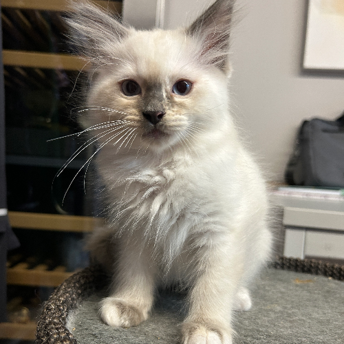 Foto van de poes