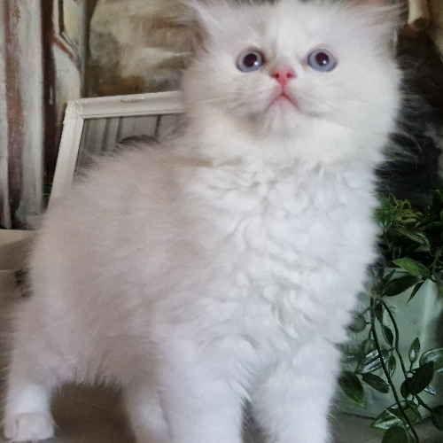 Foto van de poes