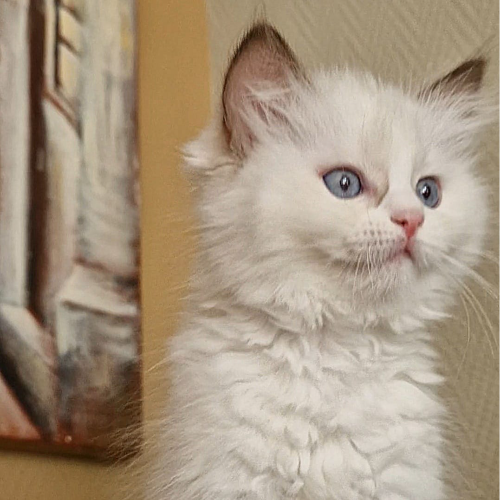 Foto van de poes