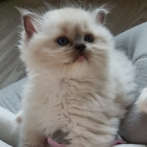 Foto van de poes
