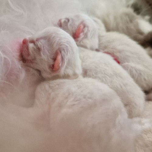 Foto van de poes