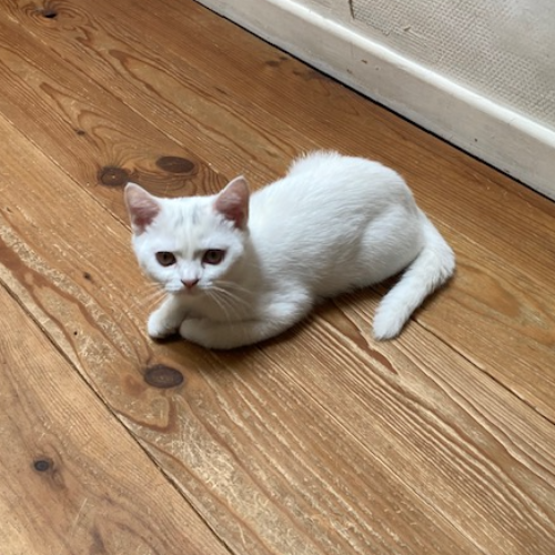 Foto van de poes