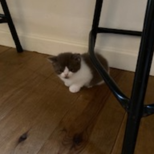 Foto van de poes