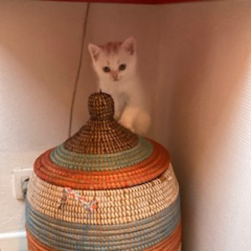 Foto van de poes