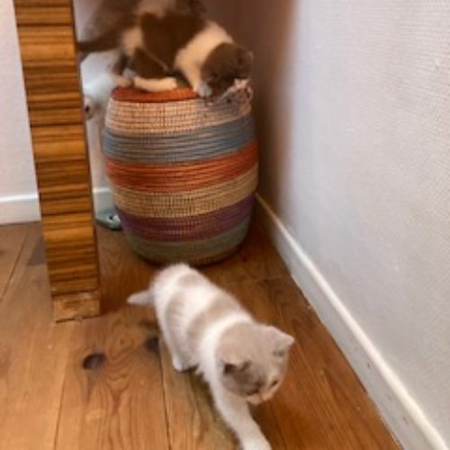 Foto van de poes