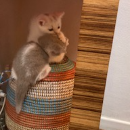 Foto van de poes
