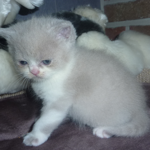 Foto van de poes