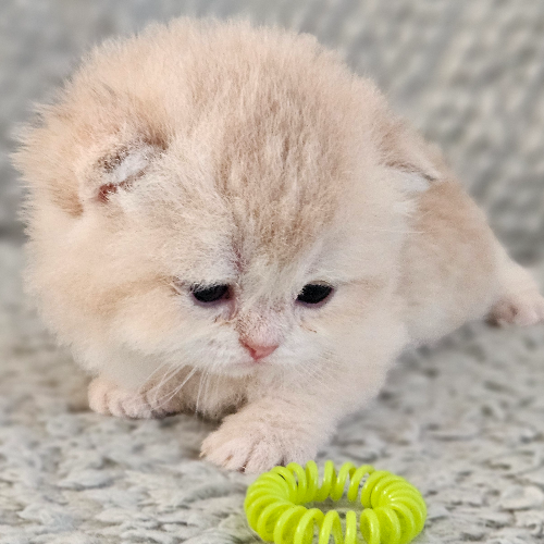 Foto van de poes