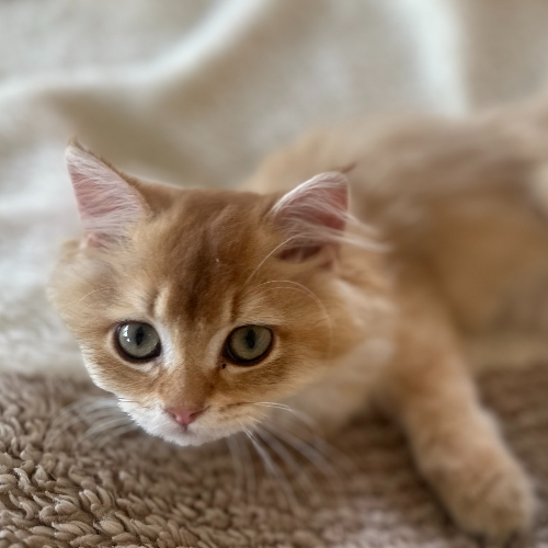 Foto van de poes
