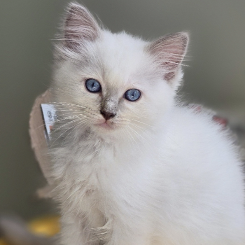 Foto van de poes