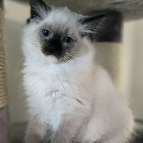 Foto van de poes
