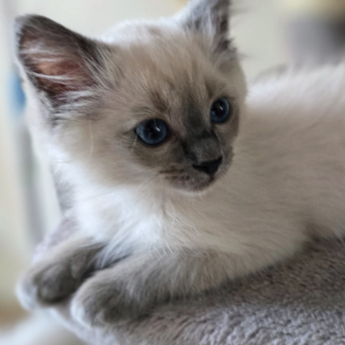 Foto van de poes
