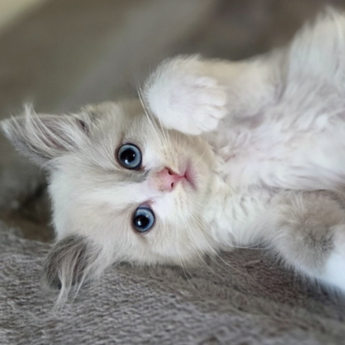 Foto van de poes