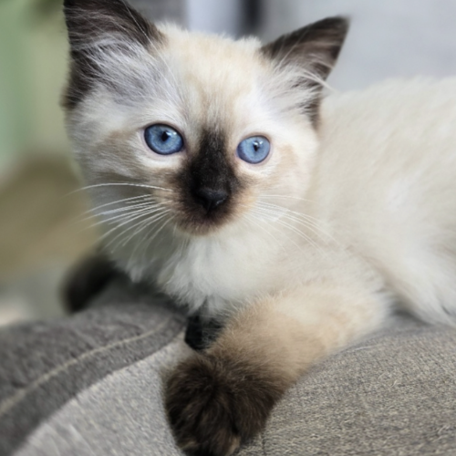Foto van de poes