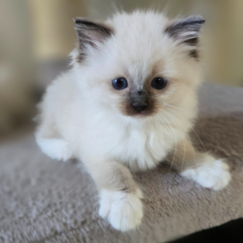 Foto van de poes