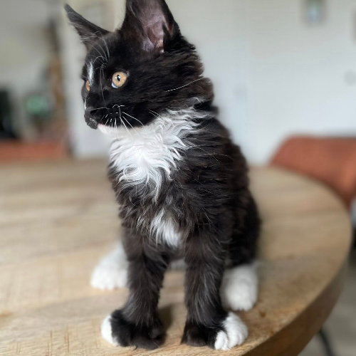 Foto van de poes