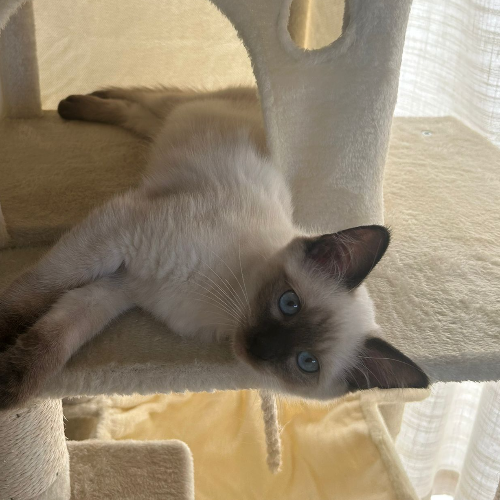 Foto van de poes