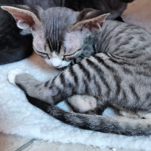 Foto van de poes
