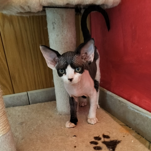 Foto van de poes