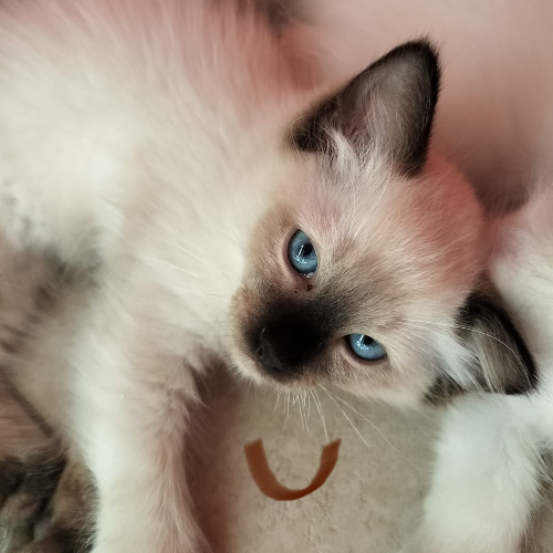 Foto van de poes