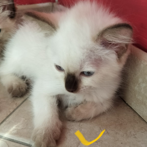 Foto van de poes