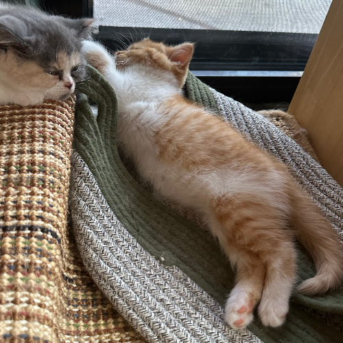 Foto van de poes