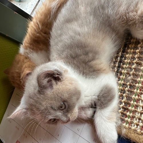 Foto van de poes