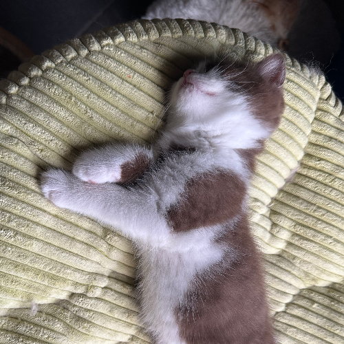 Foto van de poes