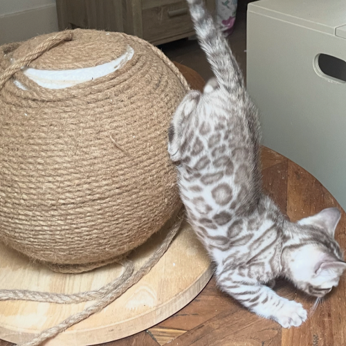 Foto van de poes