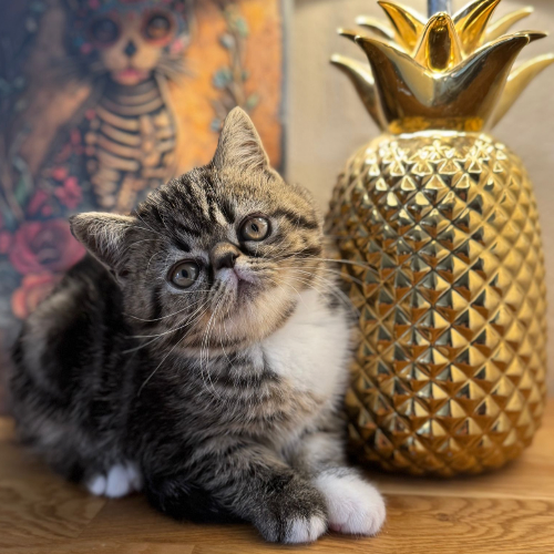 Foto van de poes