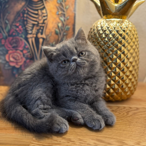Foto van de poes