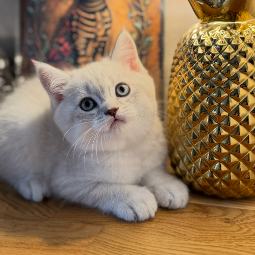 Foto van de poes