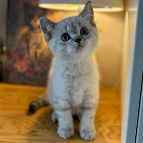 Foto van de poes
