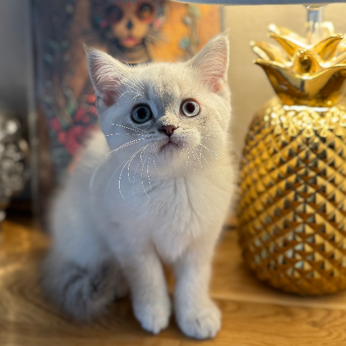 Foto van de poes