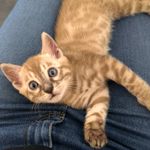 Foto van de poes