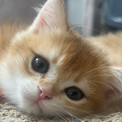 Foto van de poes